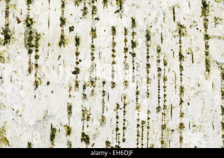 closeup to birch bark texture background Stock Photo