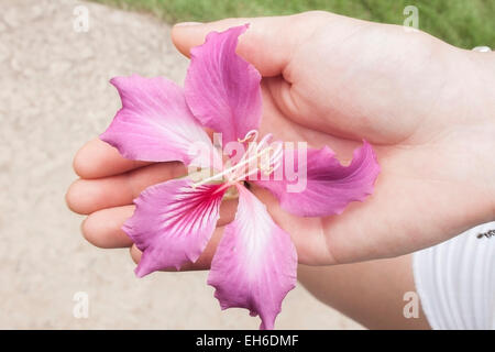 A big, tropical, purple flower, on a womans hand Stock Photo