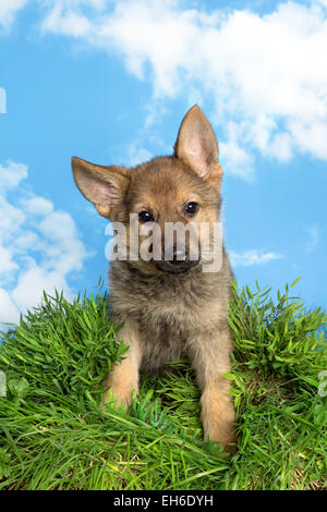 Cute little nine weeks old german shepherd puppy sitting in grass Stock Photo