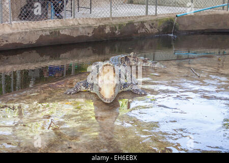 Crocodile with mouth open, in koh samui, thailand Stock Photo