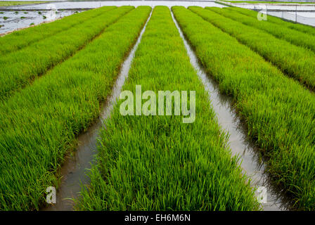 Rice seedbed in Karawang, West Java, Indonesia. Stock Photo