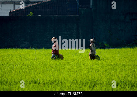 Women farmers on a rice field in Bandung regency, West Java, Indonesia. Stock Photo