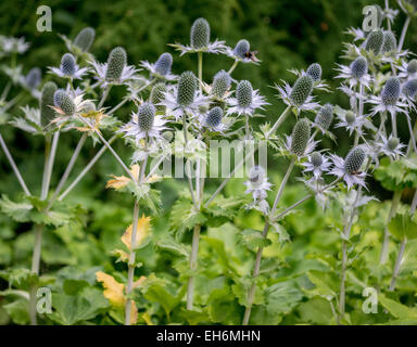 Eryngium giganteum Miss Willmott's ghost tall eryngo bloomimng Stock Photo