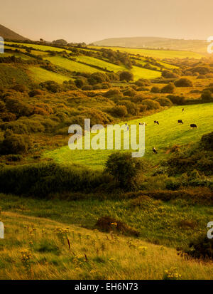 Pastoral scene with cows and pasture. Dingle Peninsula. Ireland Stock Photo