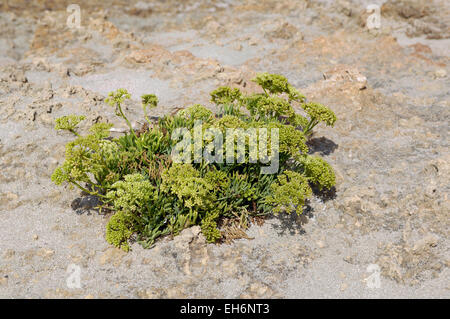 a plant of rock-samphire (Crithmum maritimum) into Zingaro Natural Reserve, Sicily Stock Photo