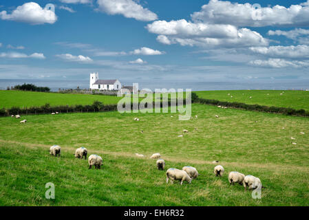 Sheep in pasture with Ballintoy Parish Church and ocean in distance. Ireland. Stock Photo