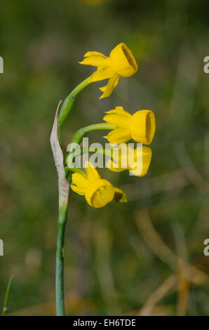 Narcissus gaditanus, Rush-leaf jonquil, endemic species to Andalusia, Malaga, Spain, Europe. Stock Photo
