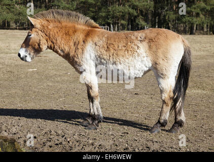 przewalski's horse Stock Photo