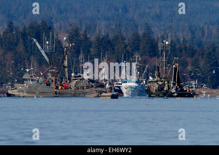 Fishing boats fishing for pacific herring in Deep Bay, Vancouver Island, BC, Canada in March Stock Photo