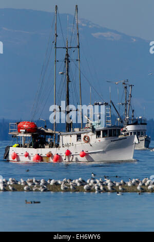 Fishing boats fishing for pacific herring near Little Qualicum River estuary, Vancouver Island, BC, Canada in March Stock Photo