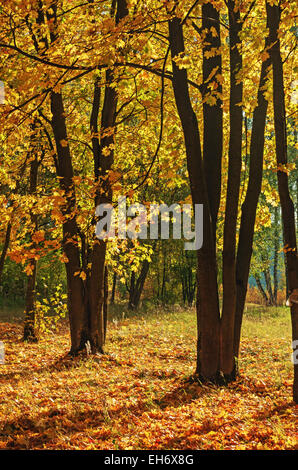 Autumn maple trees with yellow foliage. Stock Photo