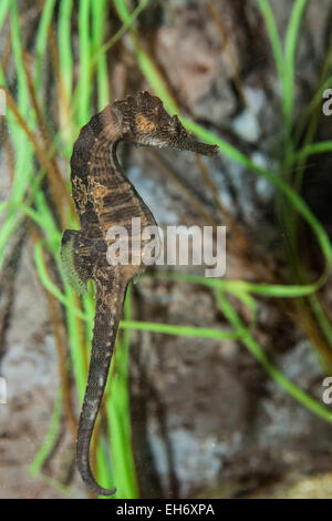 Lined Seahorse Stock Photo