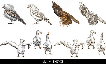 Collection of polar animals, birds - child's coloring book. Vector illustrations are editable in layers and groups. Stock Vector