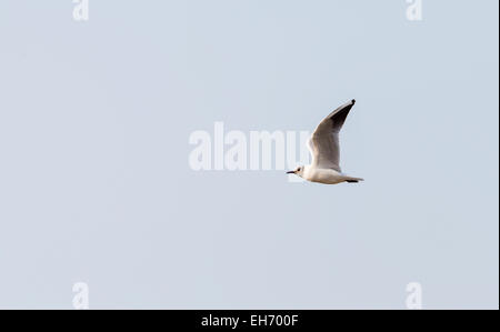 Larus ridibundus, Black-headed gull, flying in the blue sky Stock Photo