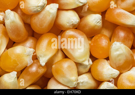 macro image of unpopped popcorn kernels Stock Photo
