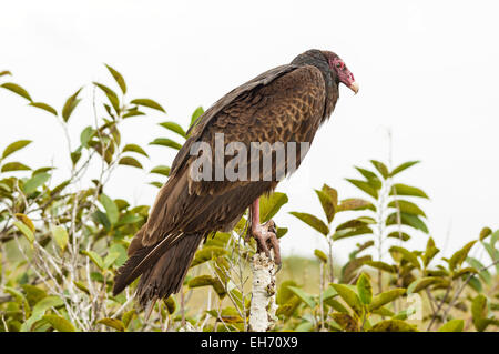 Turkey Vulture or Cathartes aura perched on a tree in the Everglades National Park Stock Photo