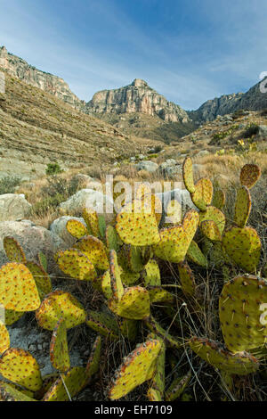 Prickly Pear cactus (Opuntia lindheimeri) and limestone peak, Guadalupe Canyon, Guadalupe Mountains National Park, Texas USA