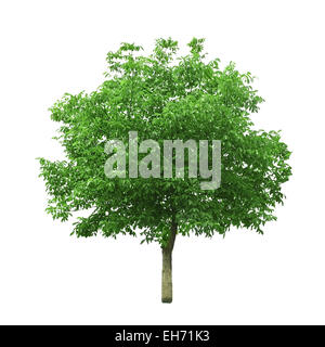 walnut tree isolated on white Stock Photo