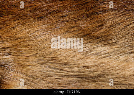 brown beaver fur background texture image Stock Photo