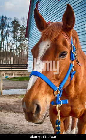 Horse show competition. Stock Photo