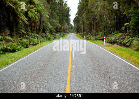 Empty road stretching out into the distance in New Zealand Forest