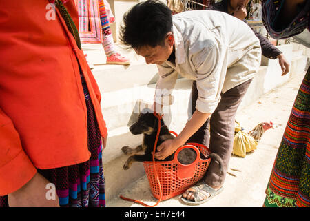 Dog traded at Bac Ha Sunday Market famed for buffalo selling near Lao Cai, and Sa Pa,Sapa, hill tribe, town, Vietnam,dog,selling,buying,animal,trade, Stock Photo