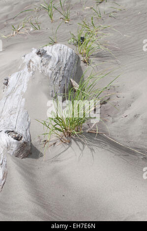 Beach sand drifting over and around driftwood and beach grass photographed at Ocean Shores, WA, Grays Harbor County, USA. Stock Photo