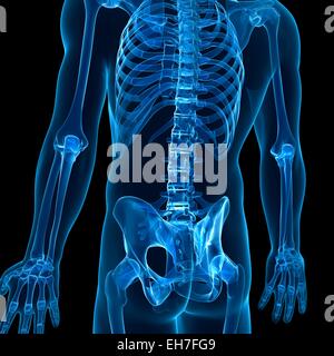 Human skeletal system, artwork Stock Photo - Alamy