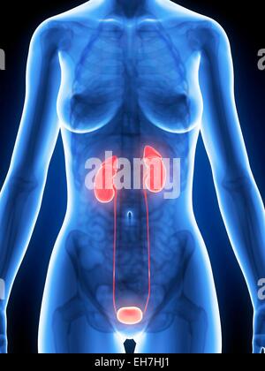 Human urinary system, illustration Stock Photo - Alamy