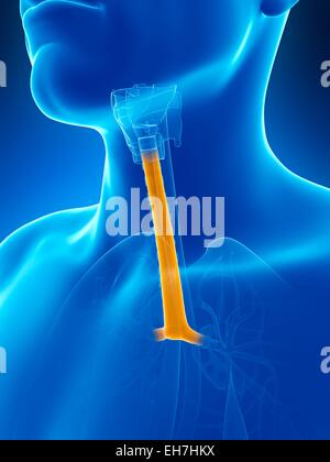 Human wind pipe, illustration Stock Photo - Alamy