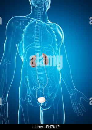 Illustration of Urinary System Stock Photo - Alamy