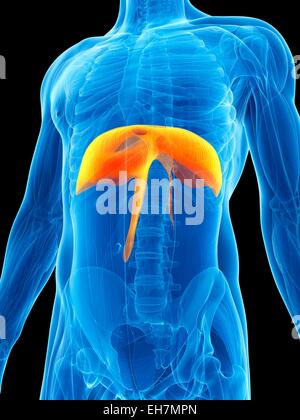 Human diaphragm, illustration Stock Photo