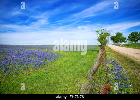Bluebonnet field and a fence along a country road in Texas spring Stock Photo
