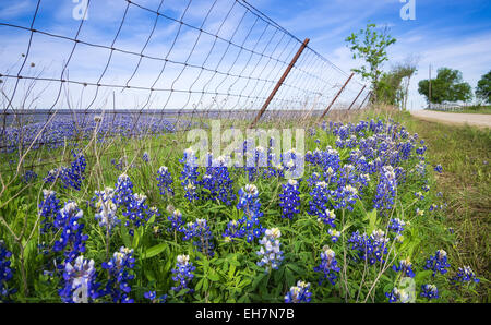 Bluebonnets along country road and fence in Texas spring