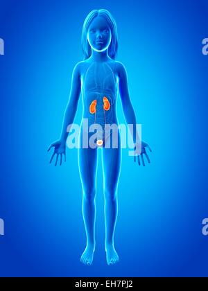 Urinary system of girl, illustration Stock Photo - Alamy