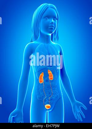 Urinary system of girl, illustration Stock Photo - Alamy