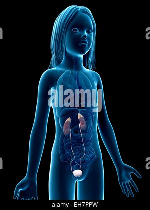Urinary system of girl, illustration Stock Photo - Alamy