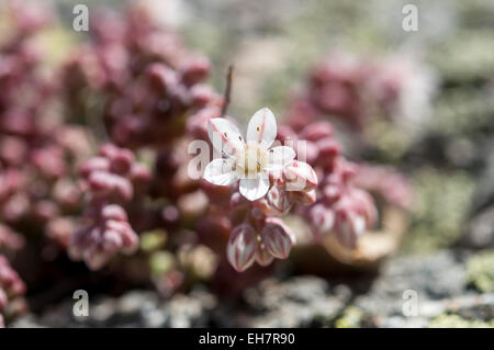 Stonecrop, Sedum brevifolium, growing on granite rocks. Photo taken in Guadarrama Mountains, La Cabrera, Madrid, Spain Stock Photo