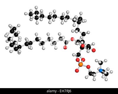 Pulmonary surfactant molecule. Chemical structure of Stock Vector Art ...