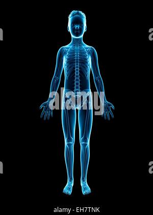 Skeletal system of boy, illustration Stock Photo - Alamy