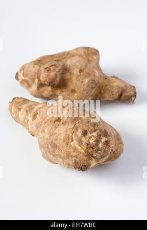 Helianthus tuberosus. Two Jerusalem artichokes on a white background. Stock Photo