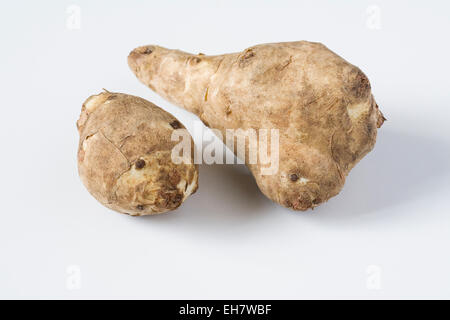 Helianthus tuberosus. Two Jerusalem artichokes on a white background. Stock Photo