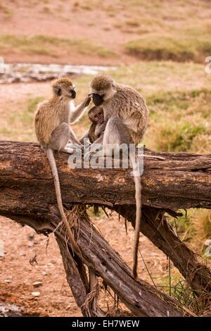 Grivet monkey (Chlorocebus aethiops) Stock Photo