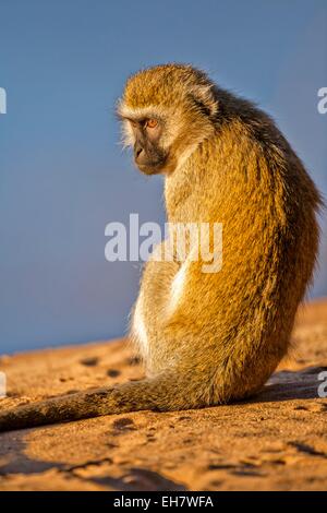 Grivet monkey (Chlorocebus aethiops) Stock Photo