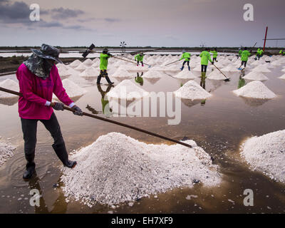Na Khok, Samut Sakhon, Thailand. 9th Mar, 2015. Workers rake salt into mounds to let it dry before collecting it on a salt farm in Thailand. The coastal provinces of Samut Sakhon and Samut Songkhram, about 60 miles from Bangkok, are the center of Thailand's sea salt industry. Salt farmers harvest salt from the waters of the Gulf of Siam by flooding fields and then letting them dry through evaporation, leaving a crust of salt behind. Salt is harvested through dry season, usually February to April. The 2014 salt harvest went well into May because the dry season lasted longer than normal. Last Stock Photo
