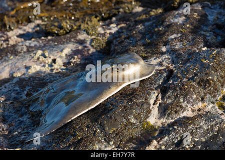 An unfortunately hooked stingray during a fishing trip off the rocks at the top of New Zealand. Stock Photo