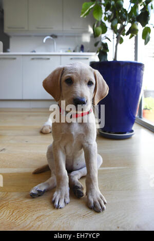 Yellow Labrador Retriever puppy aged 9 weeks old Stock Photo