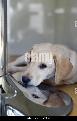 Yellow Labrador Retriever puppy aged 9 weeks old resting after exploring new home Stock Photo