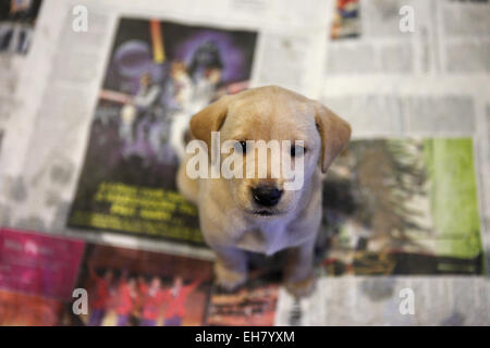 Yellow Labrador Retriever puppy aged 5 weeks old toilet training Stock Photo
