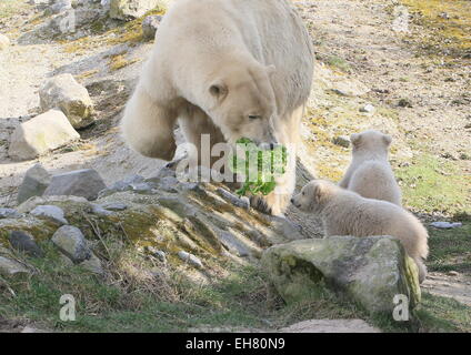 Two 3 month old Polar bear twin cubs (Ursus maritimus) with their mother, feeding on vegetables Stock Photo